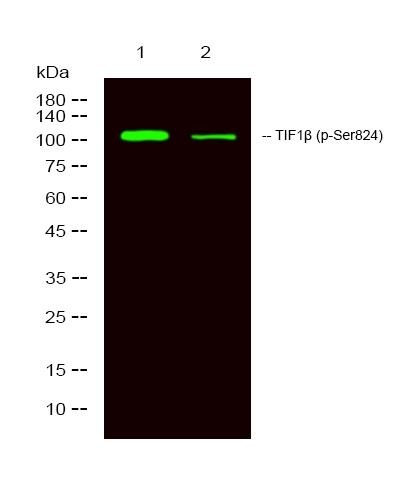 Anti-Phospho-TRIM28 (Ser824) Polyclonal Antibody