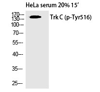 Anti-Phospho-TrkC (Tyr516) Polyclonal Antibody