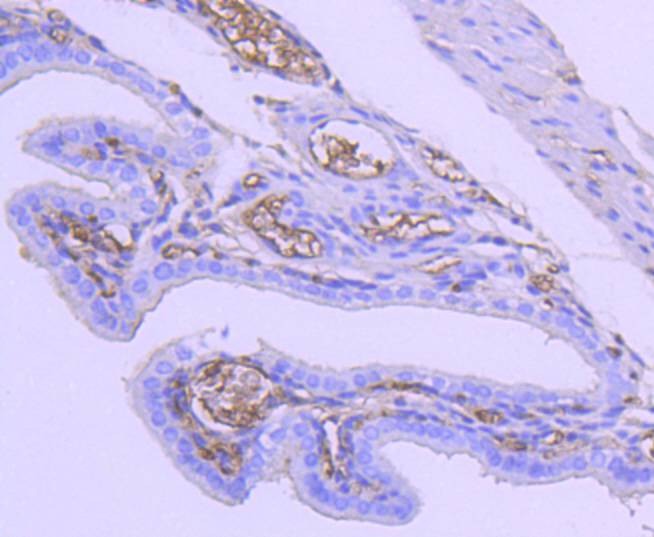 Anti-Tuberin Antibody (9I375)