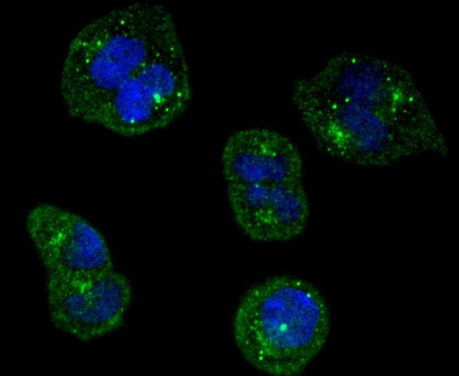 Anti-TrkA Antibody (8K93)