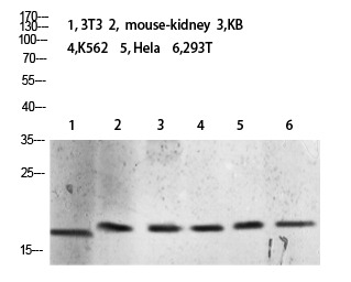 Anti-Tri-methyl-Histone H3 (Lys10) Polyclonal Antibody