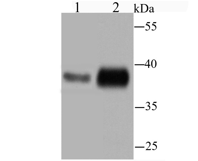 Anti-Sting Antibody (5Y781)