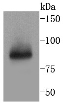 Anti-TNFAIP3 Antibody (3Z618)