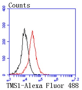 Anti-PYCARD Antibody (4C725)