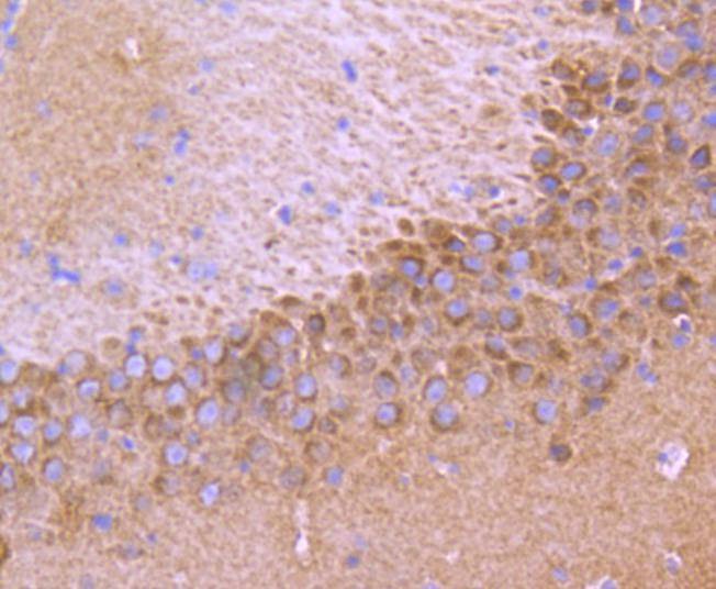 Anti-TrkA/B/C Antibody (9N825)