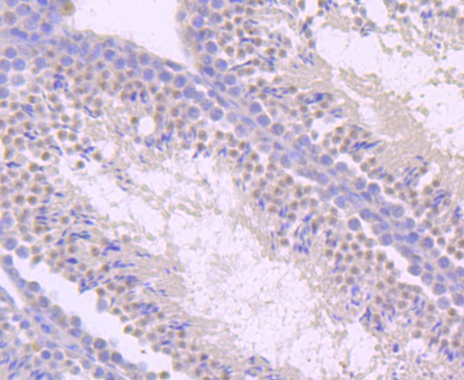 Anti-TLR5 Antibody (3K965)