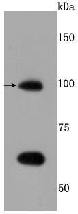 Anti-TLR5 Antibody (3K965)