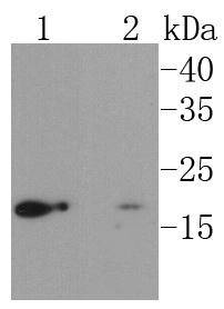 Anti-UBC9/UBE2I Antibody (6S11)