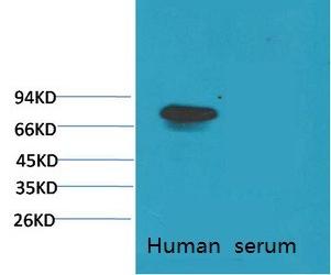 Anti-Transferrin Antibody (9Z409)