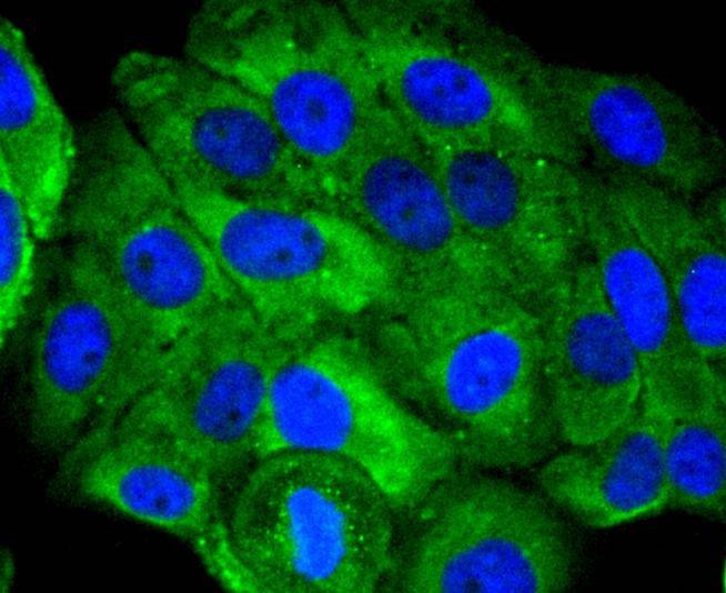 Anti-Ubiquitin D Antibody (7G418)