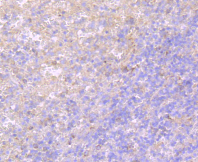 Anti-TLR5 Antibody (3K965)