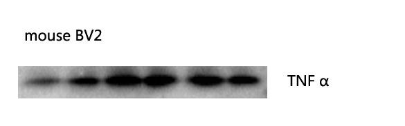Anti-TNF alpha Antibody (4B973)