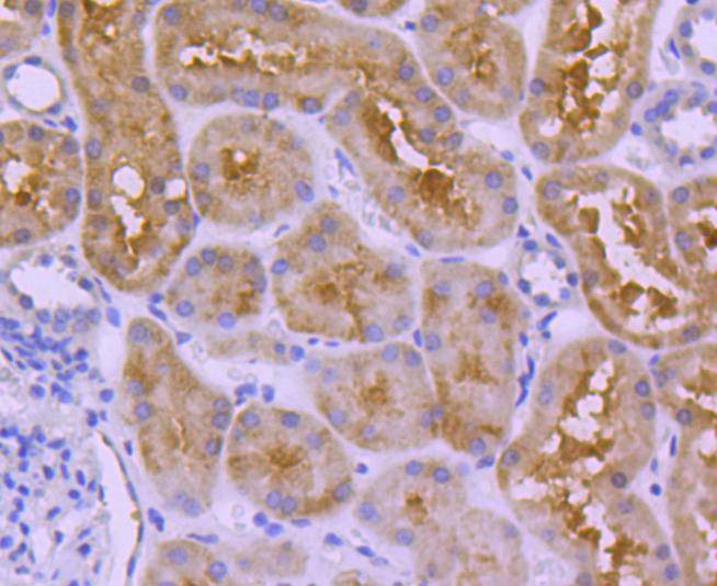 Anti-Ubiquitin D Antibody (7G418)