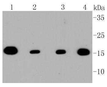 Anti-TOMM20 Antibody (6C702)