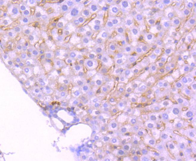 Anti-TrkA/B/C Antibody (9N825)