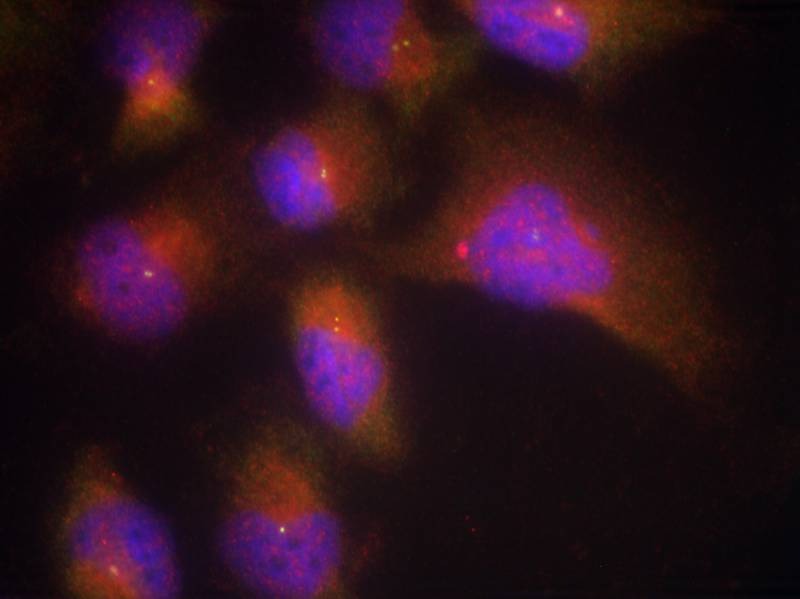Anti-Phospho-NTRK2 (Tyr515) Polyclonal Antibody