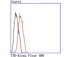 Anti-Transthyretin Antibody (5H602)