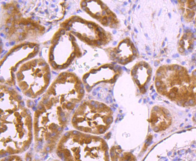 Anti-TSG101 Antibody (9U262)