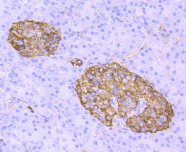 Anti-Transthyretin Antibody (5H602)