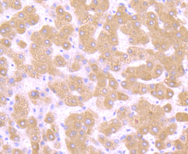 Anti-TGF alpha Antibody (1A764)