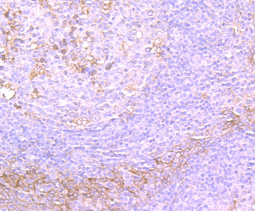 Anti-TGF alpha Antibody (1A764)