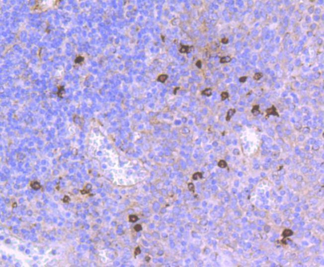 Anti-Thy1/CD90 Antibody (8R30)