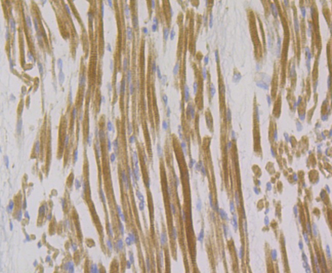 Anti-Syntrophin alpha 1 Antibody (6T145)