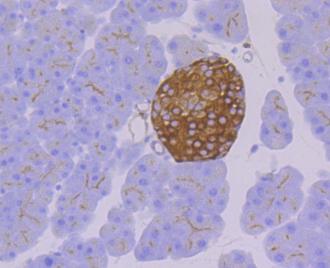 Anti-Syntaxin 3 Antibody (9E78)