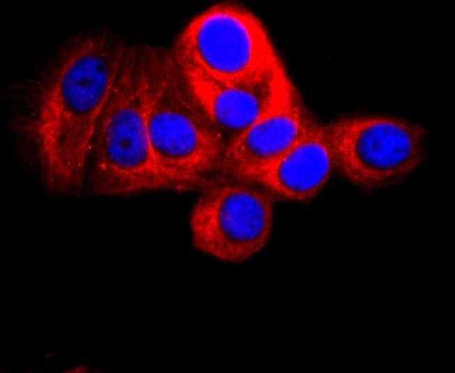 Anti-Thy1/CD90 Antibody (8R30)