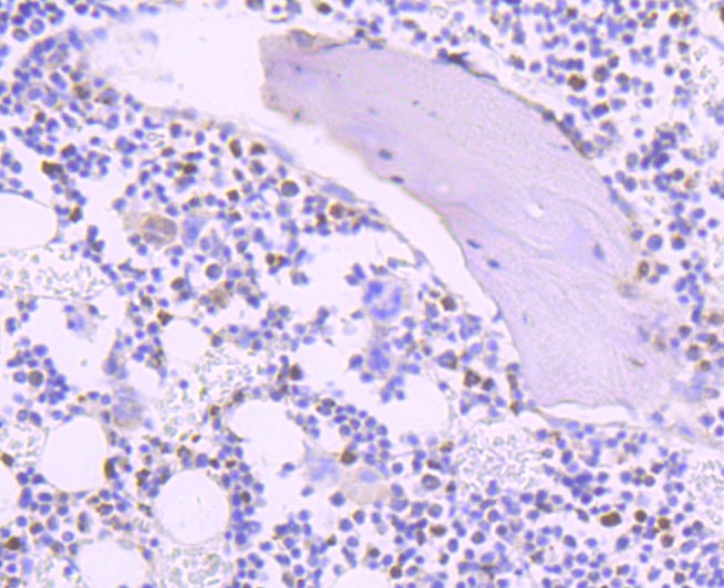 Anti-TYMS Antibody (8R369)