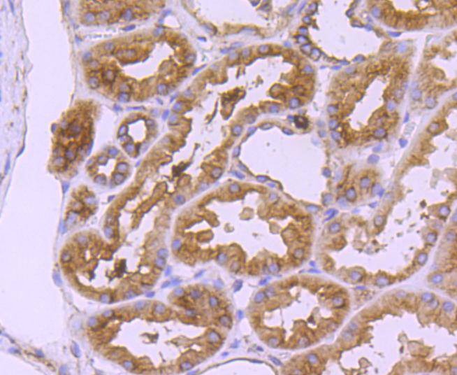 Anti-Thy1/CD90 Antibody (8R30)