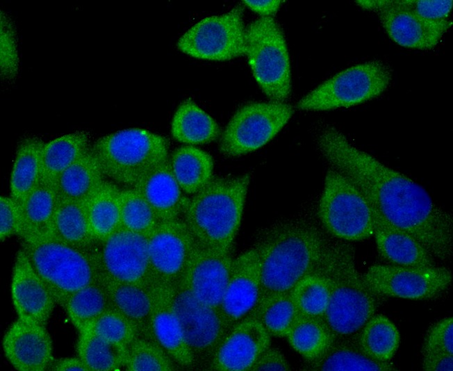 Anti-Syntrophin alpha 1 Antibody (6T145)
