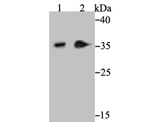 Anti-Syntaxin 3 Antibody (9E78)