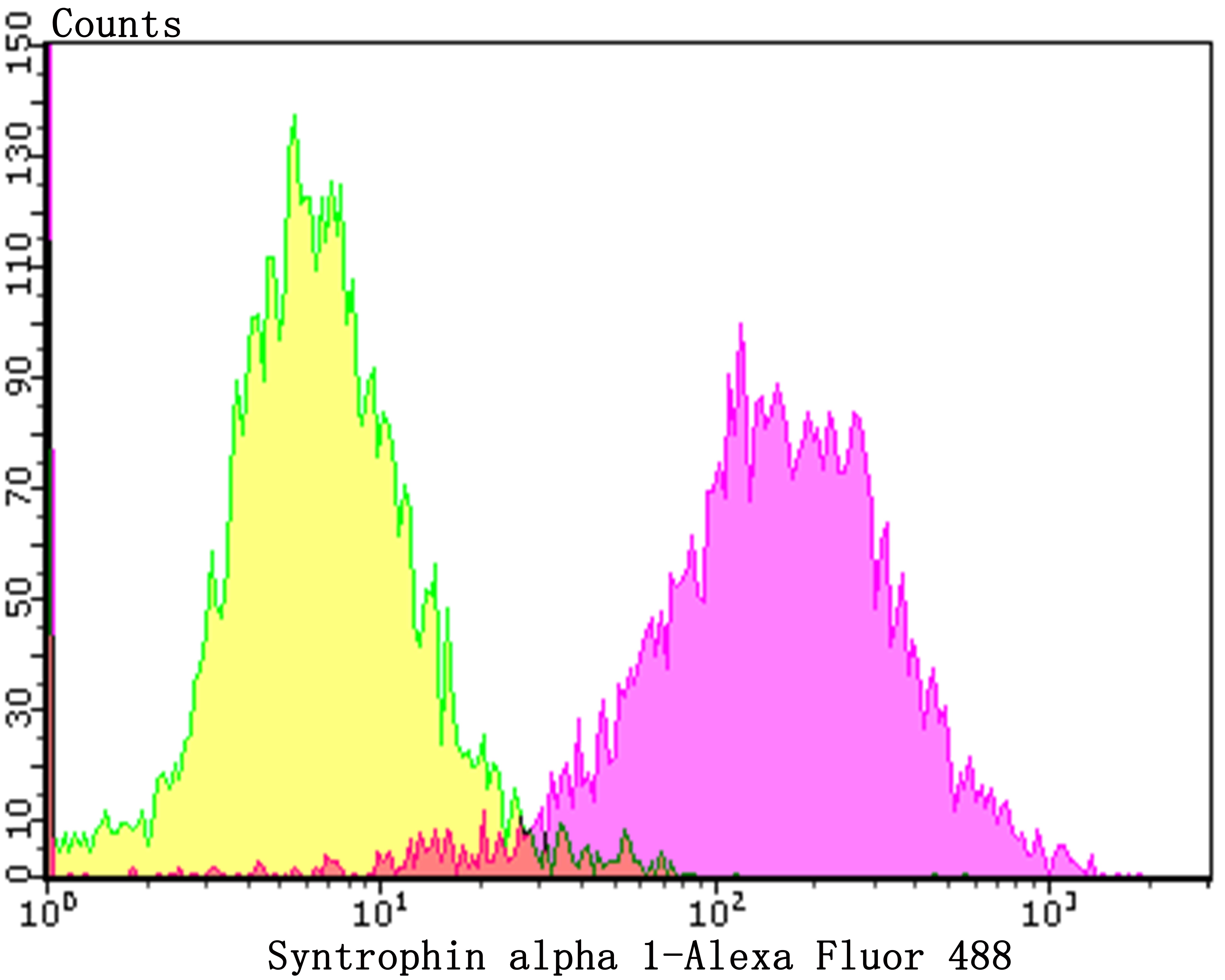 Anti-Syntrophin alpha 1 Antibody (6T145)