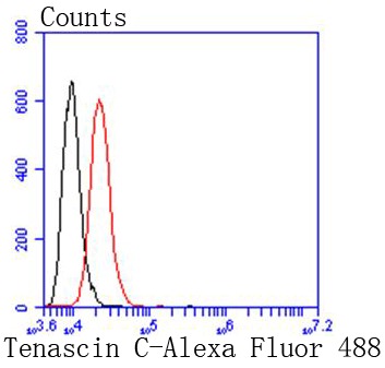 Anti-Tenascin Antibody (2I909)
