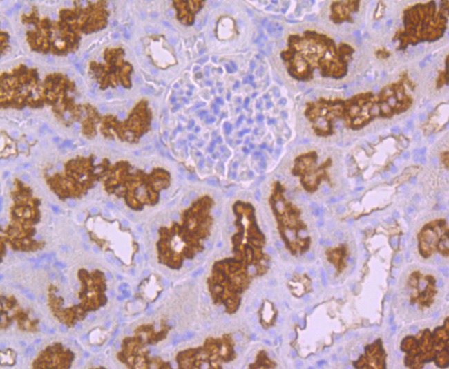 Anti-Syntaxin 3 Antibody (9E78)