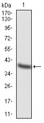 Anti-TFAP2A Antibody (2N525)