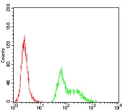 Anti-TFAP2A Antibody (2N525)