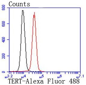 Anti-TERT Antibody (5R422)