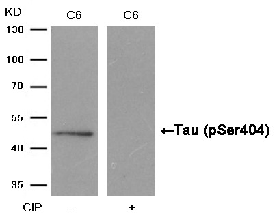 Anti-Phospho-MAPT (Ser404) Polyclonal Antibody
