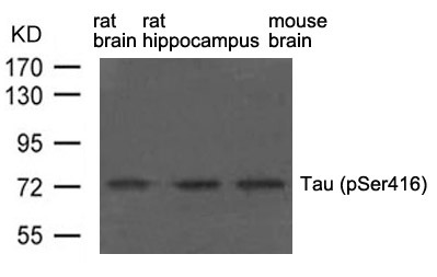 Anti-Phospho-MAPT (Ser416) Polyclonal Antibody