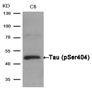 Anti-Phospho-MAPT (Ser404) Polyclonal Antibody