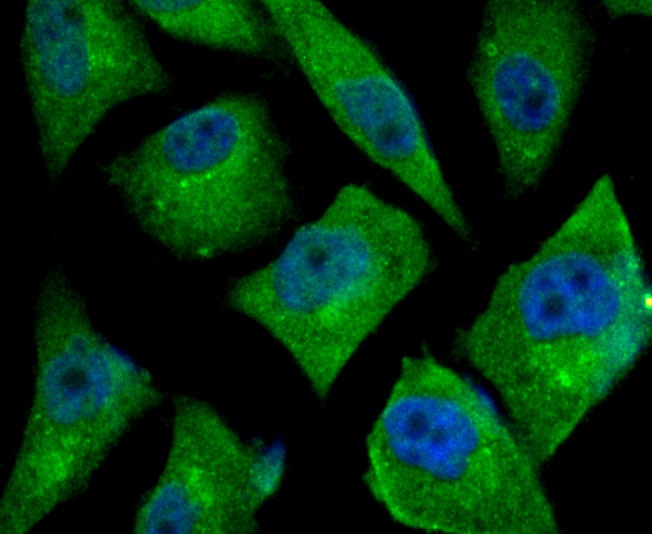 Anti-TGF alpha Antibody (1A764)