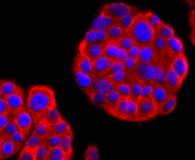 Anti-Thy1/CD90 Antibody (8R30)