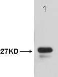 Anti-T7 Tag Antibody (5K790)