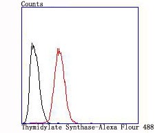 Anti-TYMS Antibody (8R369)