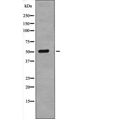 Anti-Phospho-Tel (Ser257) Polyclonal Antibody