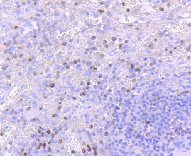 Anti-TIA1 Antibody (9Q940)