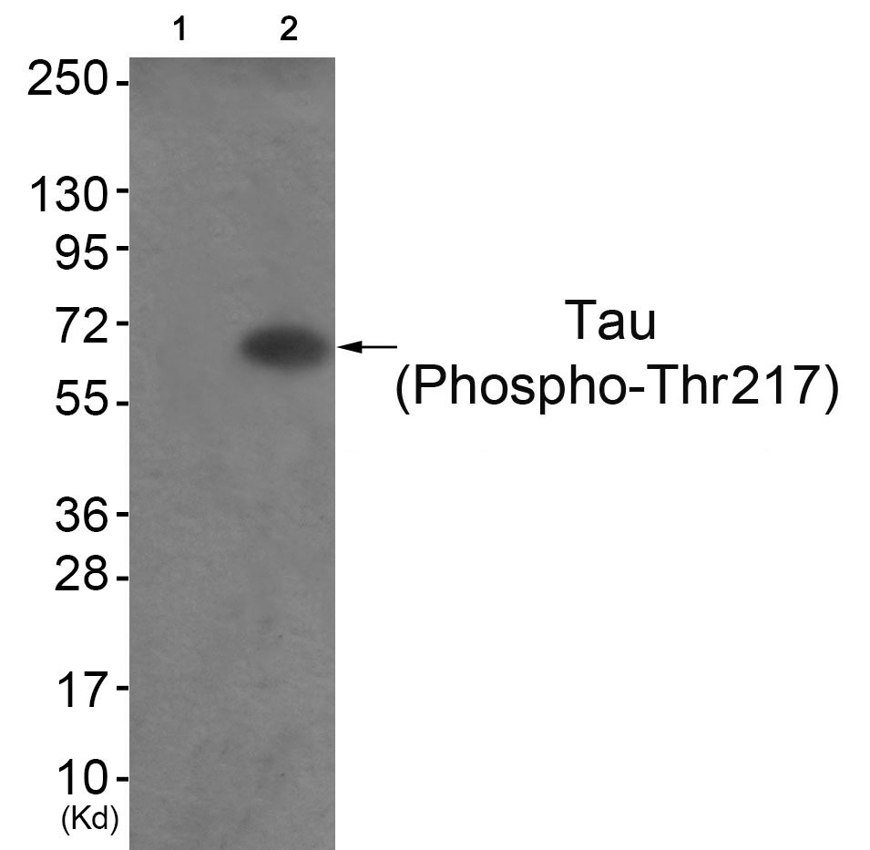 Anti-Phospho-MAPT (Thr217) Polyclonal Antibody