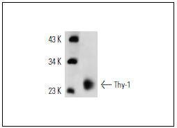 Anti-Thy1/CD90 Antibody (2F250)